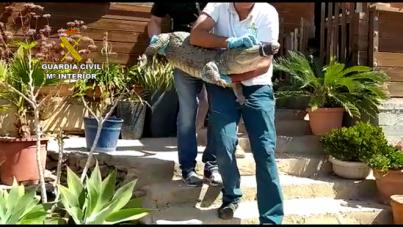 La Guardia Civil procede a la incautación de 439 especies en una finca en Gran Canaria