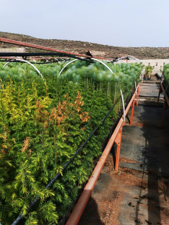 El Centro Las Eres, en Fasnia, produce 10.000 ejemplares de plantas autóctonas al año