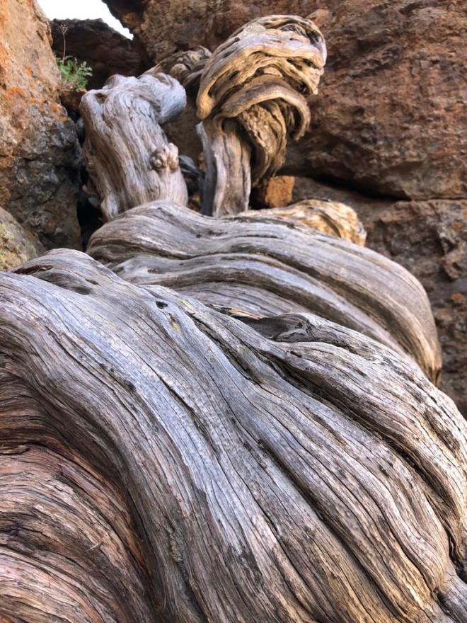 Un estudio identifica en el Parque Nacional del Teide un cedro con más de 1.400 años
