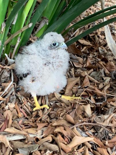 Teléfono gratuito para notificar animales silvestres accidentados