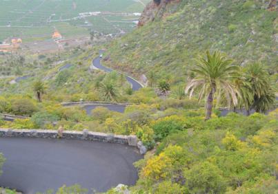 El Cabildo restaurará los palmerales del Sitio de Interés Científico de Interián, en Los Silos