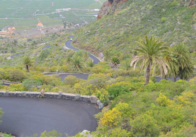 El Cabildo restaurará los palmerales del Sitio de Interés Científico de Interián, en Los Silos