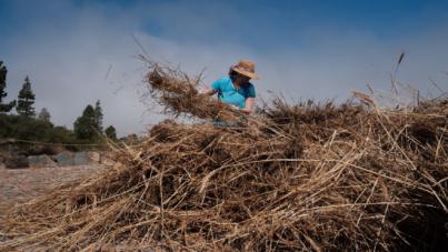 El sector primario celebra en El Tanque el Día de la Trilla
