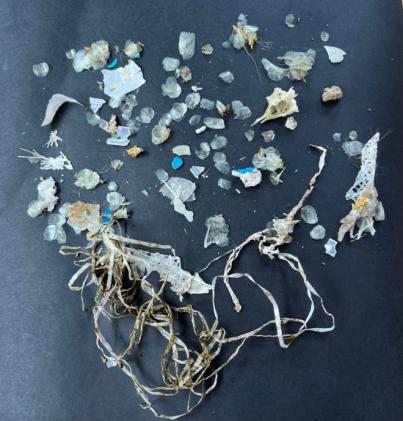 Todas las tortugas tratadas en La Tahonilla han ingerido plásticos a lo largo de su vida