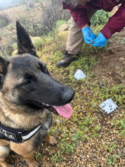 La Unidad Canina ya trabajan en la identificación de sustancias venenosas en los espacios naturales