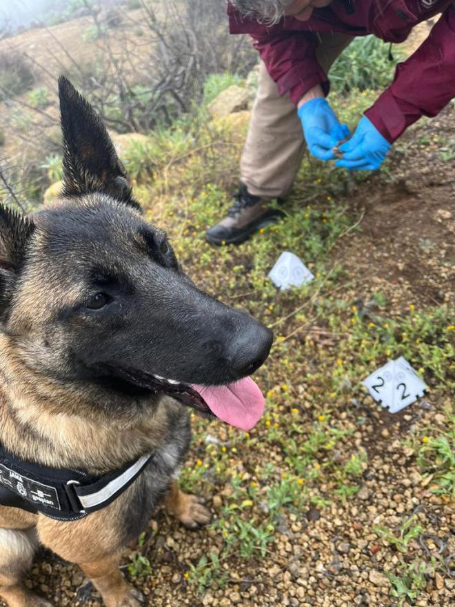La Unidad Canina ya trabajan en la identificación de sustancias venenosas en los espacios naturales