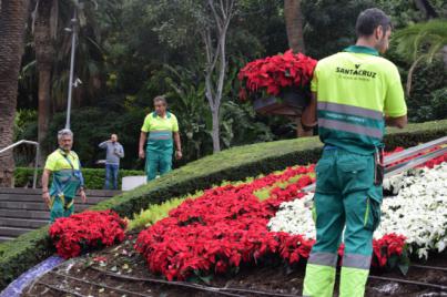 Santa Cruz inicia la campaña de plantación de cerca de 47.000 flores de pascua
