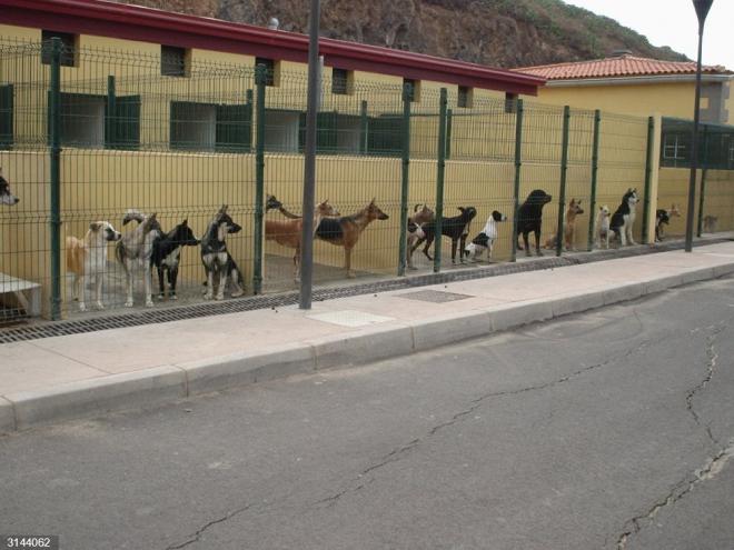 Bienestar Animal pide una reunión urgente al Cabildo sobre Valle Colino