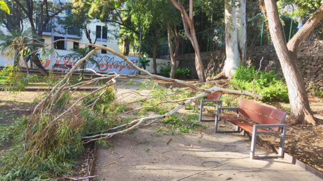 Cierre del parque Secundino Delgado tras la caída de una rama