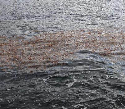 Santa Cruz hace seguimiento de las algas aparecidas este jueves en la costa chicharrera