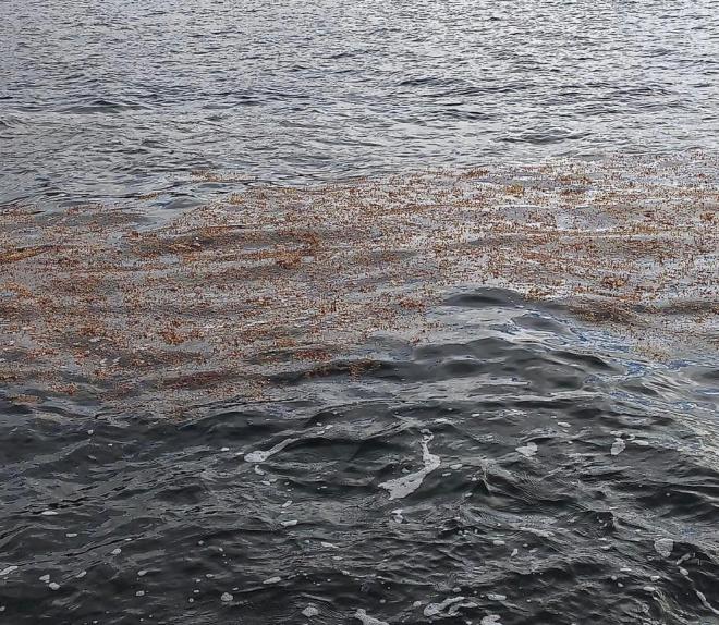 Santa Cruz hace seguimiento de las algas aparecidas este jueves en la costa chicharrera