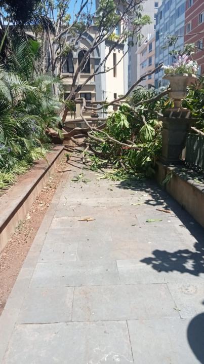 Cae una rama de un árbol en la plaza del Príncipe