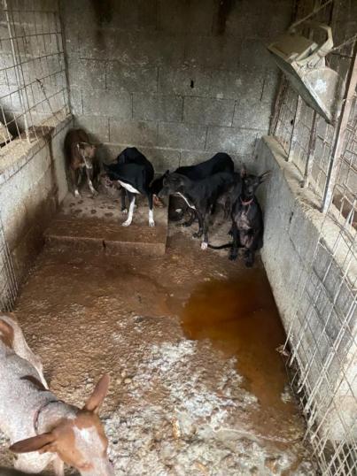 El Cuerpo General de la Policía Canaria denuncia un presunto delito de maltrato animal a 33 perros en Tenerife