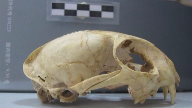 Los gatos fueron domesticados hace más de 5.000 años