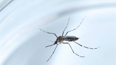 El zika puede ser más letal que el ébola