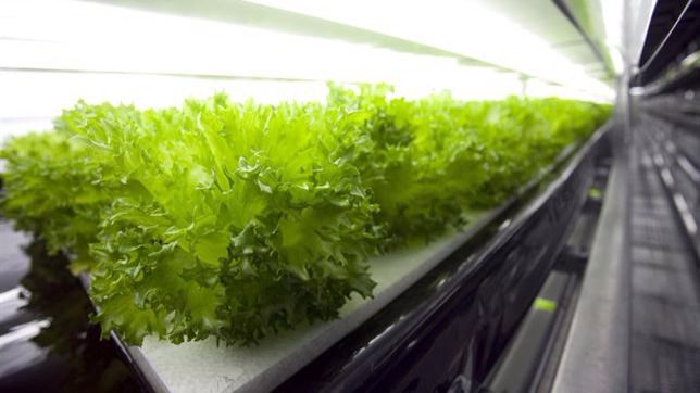 Una empresa japonesa cambia sus agricultores por robots
