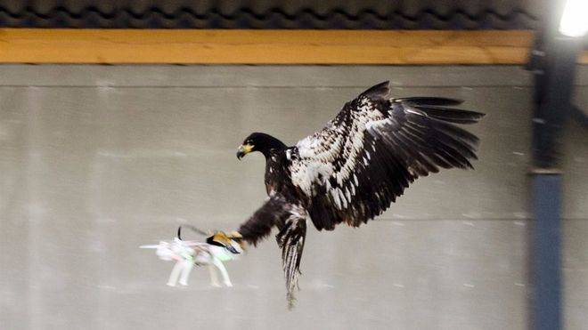 Holanda entrenará águilas para eliminar drones amenazantes