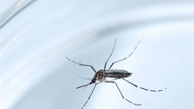 Primeros casos de zika en Madrid y Catalunya
