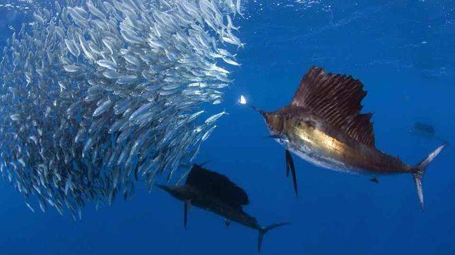 Los barcos a motor favorecen la caza a depredadores marinos