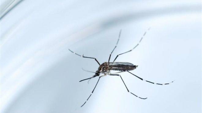 Brasil le declara la guerra al Zika