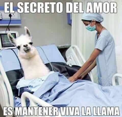 Amor animal