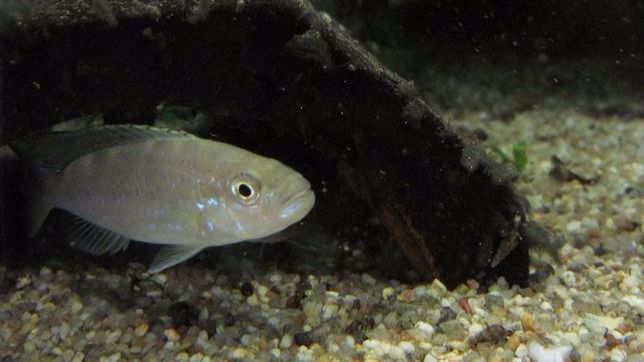 Los peces también se distinguen entre zurdos y diestros