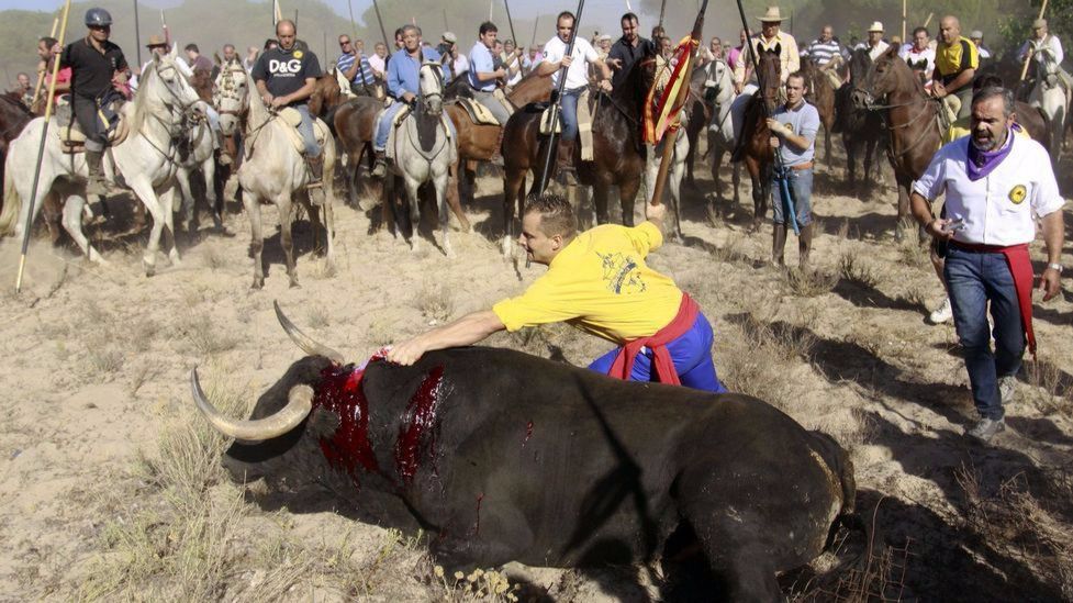 La Junta de Castilla y León prohíbe el 'Toro de la Vega'