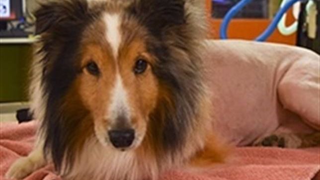 Estado de como quedó el perro tras las pruebas