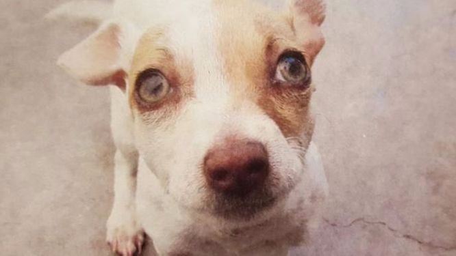 Imagen de la perra al ser rescatada