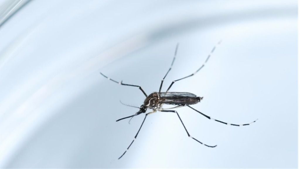 Brasil registra más de 40.000 casos de zika