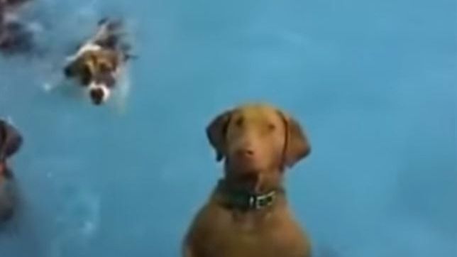 Beya, la perra inmóvil que vuelve locas a las redes sociales