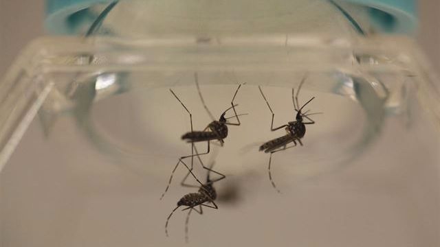 Detectado el primer caso de Zika por transmisión sexual