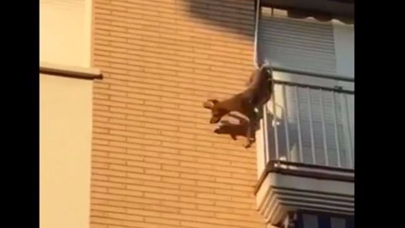 Un perro se lanza al vacío en Barcelona tras horas al sol y sin agua