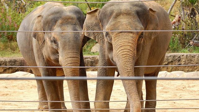 Un elefante mata en un zoo a una niña de 7 años