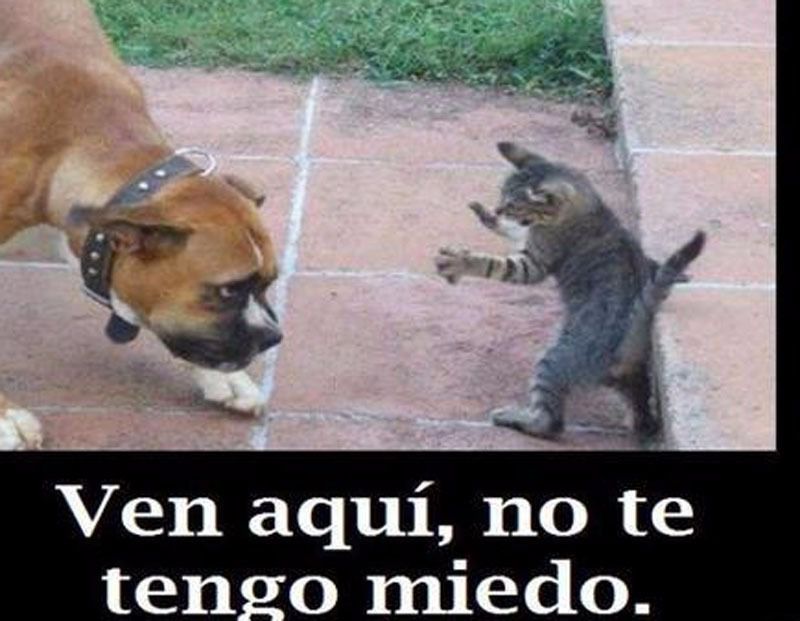 Pequeño pero matón