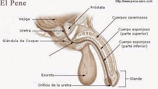 La salud del pene es el principal tabú de los hombres