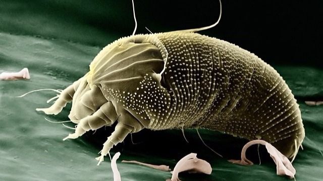 La edad marca la respuesta alérgica a los ácaros del polvo doméstico