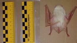 Hallado en Huelva el cadáver de un murciélago albino