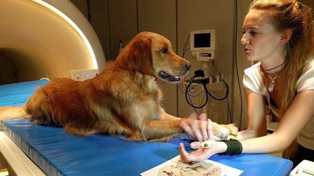 Los perros entienden palabras del habla humana