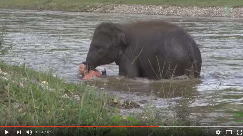 Un elefante se tira a un río para salvar a su cuidador