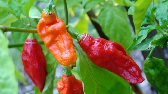 Ingresado un hombre durante 23 días tras comer un pimiento picante