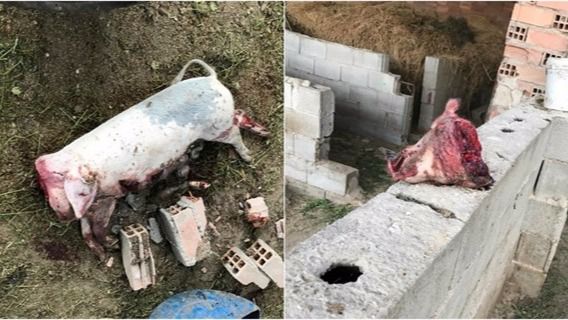 La Policía detiene a cinco menores por torturar animales y difundirlo