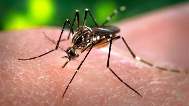 Sanidad descarta la presencia del mosquito del Zika en Canarias