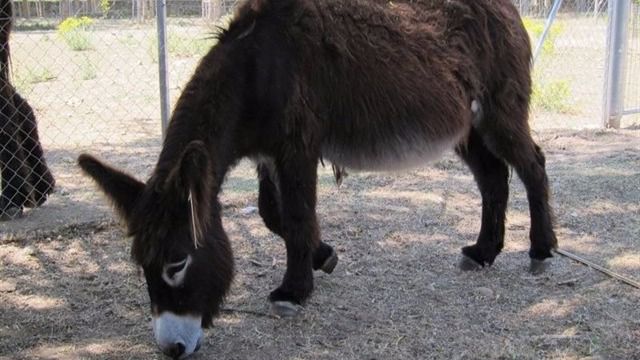 El burro de un Belén viviente, víctima de una gamberrada