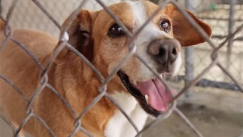 Una broma consigue que decenas de perros sean adoptados