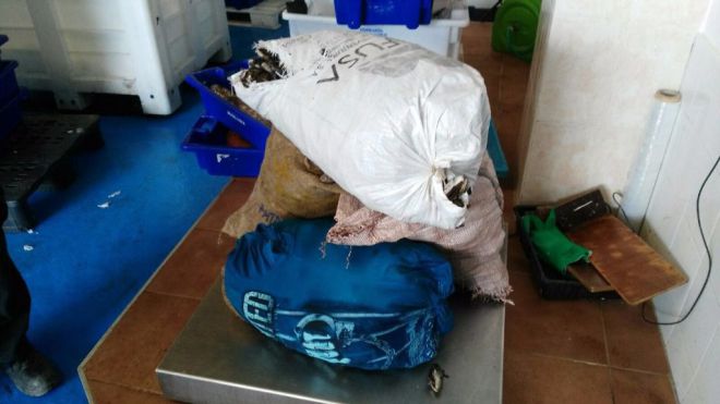 Localizados en Jandía cinco furtivos con 114 kilos de mejillones