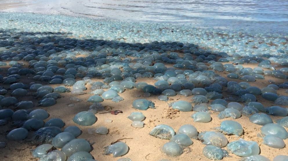 La playa está cubierta por un manto de medusas azules