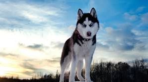 Un perro salva a un niño de morir congelado en Siberia