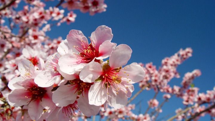La primavera se adelanta en toda España
