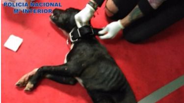 34 detenidos por montar peleas de perros a muerte